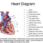 Heart Diagram Timothyakeller Flickr