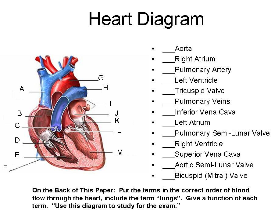 Heart Diagram Timothyakeller Flickr