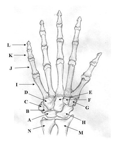 Medical Pictures Info Hand Bones