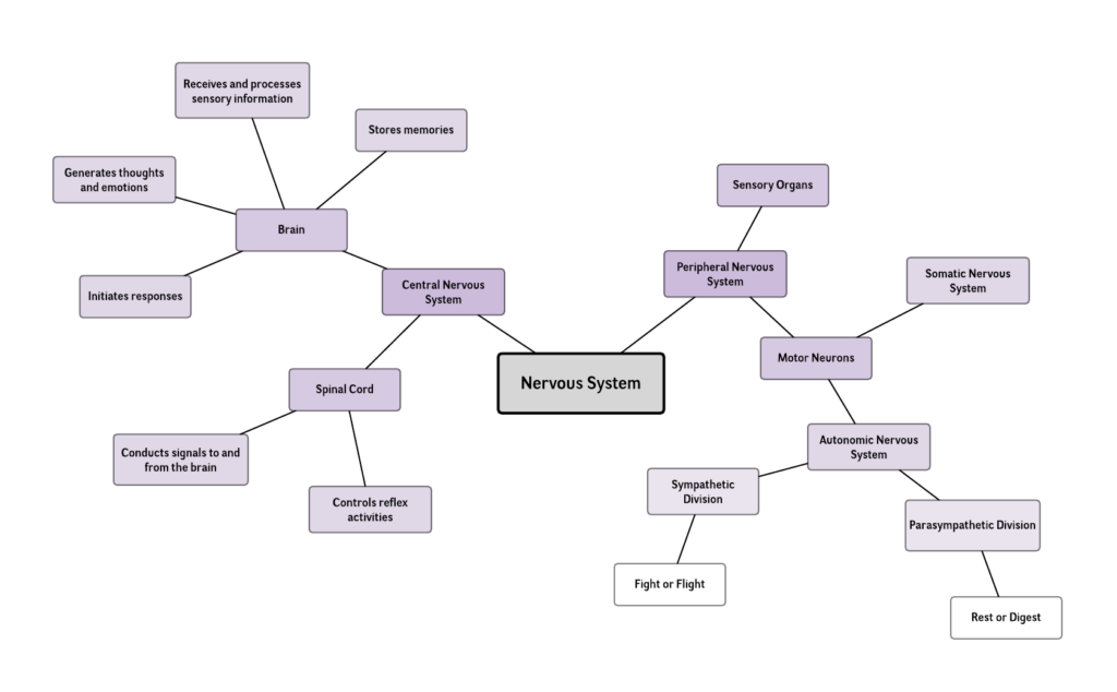 Nervous System Mind Map Template Lucidchart