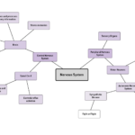 Nervous System Mind Map Template Lucidchart