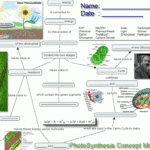 Photosynthesis Concept Map Peta Konsep Anak Bangsa