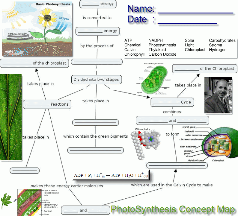 Photosynthesis Concept Map Peta Konsep Anak Bangsa